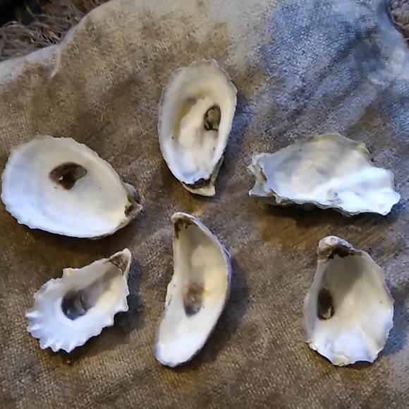 50 Beautiful Sunbleached Oyster Shells - Picture 2 of 2